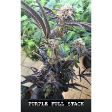 Purple Full Stack (Grape Cream Cake F1 x Riff Tree)