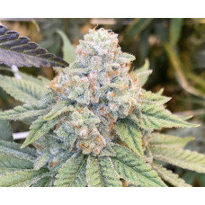 Titan (triangle kush x caramel crasher) Titan (triangle kush x caramel crasher)