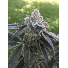 Potion D Amor (Forbidden Fruit x Kush Cleaner) NEW