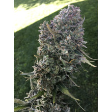 Diesel Poison (Durban Poison x Chemdog 91)