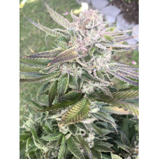 Dulce Fighter (Dulce De Uva x Starfighter)