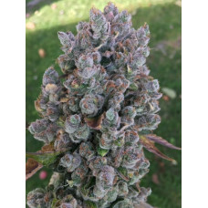 Goji Dog (goji og x chemdog 91 bx3) by lucky dog seed co 50% 0FF