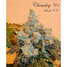 ChemDog 91 brought to you by skunk va 