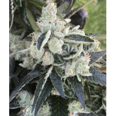 Modified Chem (GMO x Chemdog 91) 50% OFF