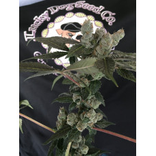 Raffi Dog  (Apples and Bananas x Chemdog 91)