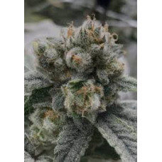 Archetype (Grape Stomper X Grateful Breath)