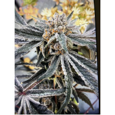 Bananza (Banana OG x Sprinklez) NEW Bananza (Banana OG x Sprinklez) NEW