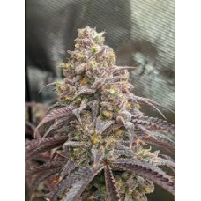 Blueberry Muffin *NEW (Razzleberry x Purple Panty Dropper)