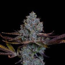 Candy Pavè (Eye Candy x Pavè)