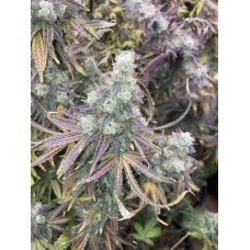 G-Chem (Sweet Pink Grapefruit x ChemDog 91) 