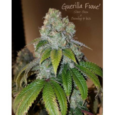 Guerilla Fume *NEW  (SilverChem x Chemdog91 Bx3