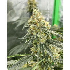 Hella Jelly (Hella Jelly BX3 x Notorious T.H.C x Very Cherry)