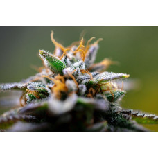King's Kush