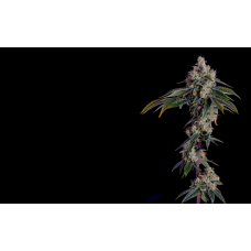 Motor Breath (Chem D x SFV OG) Motor Breath (Chem D x SFV OG)