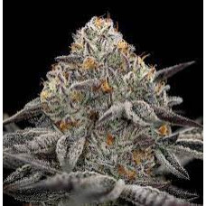Oreoz (Cookies N Cream x Secret Weapon)