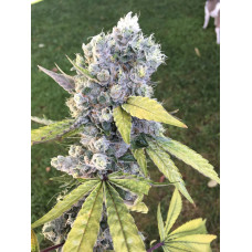 Pole Dog (Skunk Dawg x Chemdog 91) restock by lucky dog