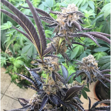Purple Full Stack (Grape Cream Cake F1 x Riff Tree) Purple Full Stack (Grape Cream Cake F1 x Riff Tree)