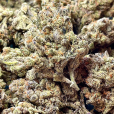 Red Lebanese Hash Plant