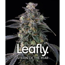 Super Boof (Black Cherry Punch x Tropicana Cookies)