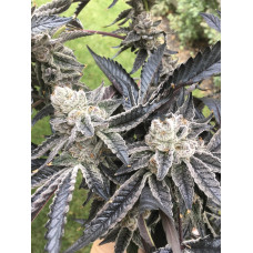 Thin Mint Gelato (Thin Mint Girl Scout Cookies x Getato 41) Thin Mint Gelato (Thin Mint Girl Scout Cookies x Getato 41)