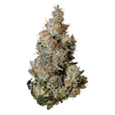 Triple Burger (GMO x Double Burger)