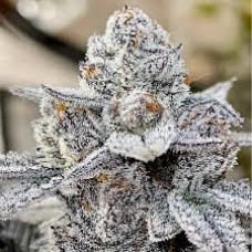 White Truffle (GG4 x Peanut Butter Breath) White Truffle (GG4 x Peanut Butter Breath)