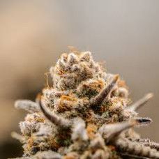 Zookie (Animal Cookies × Gorilla Glue #4)